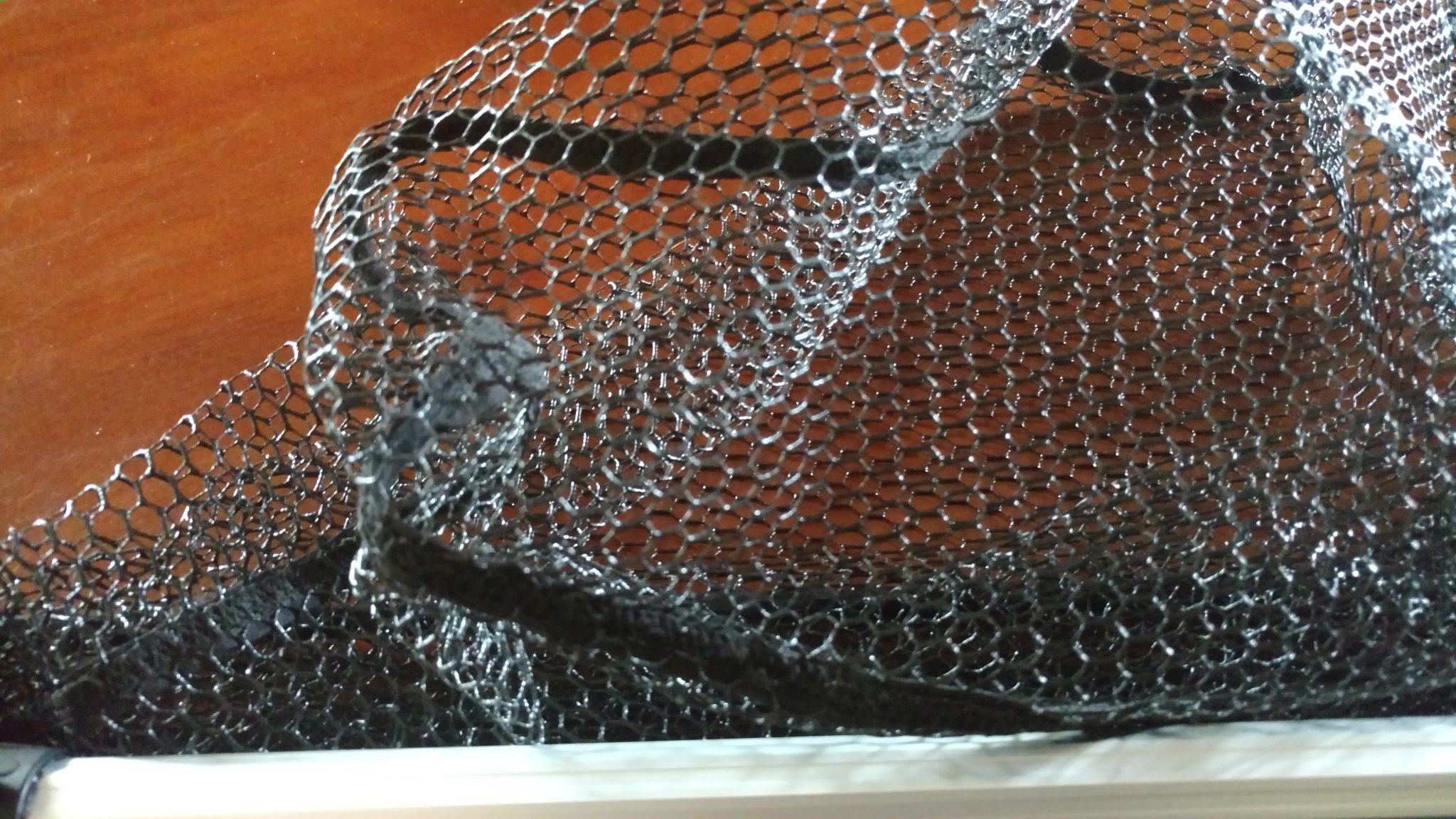 Can Your Fishing Net Do All THIS!? NEW KastKing MadBite Folding Net (Patent  Pending) 