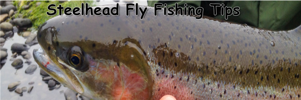 steelhead fly fishing erie pa